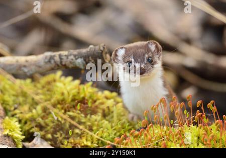 Curiosa, meno strana Foto Stock