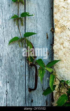 Uno stelo verde che avvolge una vecchia maniglia di ferro su una porta di legno intemprata in un ambiente esterno durante il giorno Foto Stock