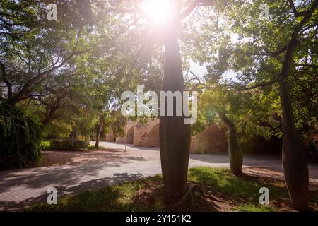 Parco esotico e verde soleggiato, il Jardin del Turia a Valencia, Spagna Foto Stock