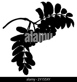 Rami di Rowan con bacche e foglie, illustrazione vettoriale. Silhouette ramoschiata Rowanberry. Illustrazione Vettoriale