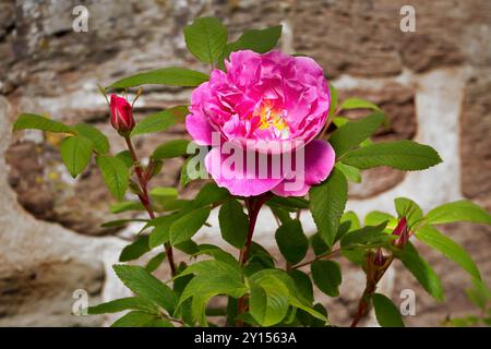 Rosa in fiore su un arbusto di fronte a un'antica parete medievale Foto Stock