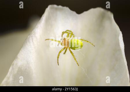 Cetriolo Ragno Verde (Araniella cucurbitina) femmina costruisce una ragnatela in un petalo di fiori Foto Stock