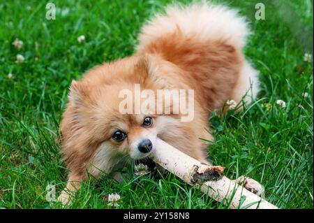 spitz della Pomerania. Cane che masticava un grosso ramo, si lavava i denti. Divertente giovane cucciolo rosso della Pomerania Puppy Dog felice di giocare fuori. Foto Stock