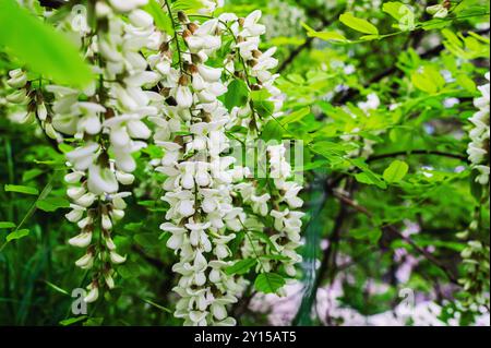 Albero di acacia che fiorisce in primavera. I fiori si diramano con uno sfondo verde. Bianco acacia fioritura, giorno di sole. Fioritura abbondante. Fonte di nettare fo Foto Stock