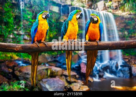 Blu-Giallo Macaw Ara ararauna Foto Stock