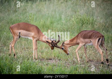 Sudafrica, Parco Nazionale di Kruger, Impala (Aepyceros melampus) Foto Stock