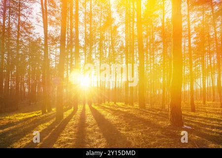 Foresta nebbiosa autunnale. Pine Trees Trunks Woods in Fog. Il sole splende tra i pini. Morning Shine Summer Forest. Incredibile tramonto alba sole sole sole sole Foto Stock