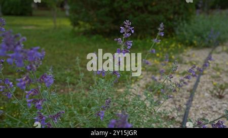 Fiori di gatto viola in un giardino all'aperto in puglia, italia, con vegetazione e sentieri circostanti. Foto Stock