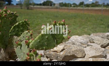 Un cactus di fico d'India opuntia con fiori in erba cresce nei campi rurali della puglia, in italia, circondato da un terreno roccioso e da un paesaggio pittoresco Foto Stock