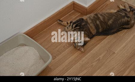 Un gatto da tabby giace su un pavimento di legno accanto a una lettiera in un ambiente domestico interno, guardando in alto con gli occhi verdi. Foto Stock