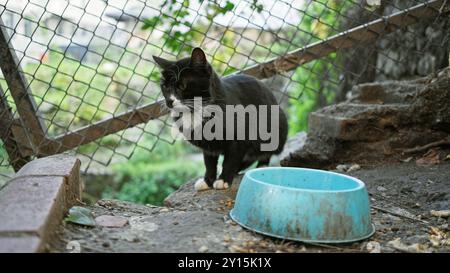 Un gatto bianco e nero accanto a una ciotola blu su una sporgenza di pietra vicino a una recinzione metallica, all'aperto. Foto Stock