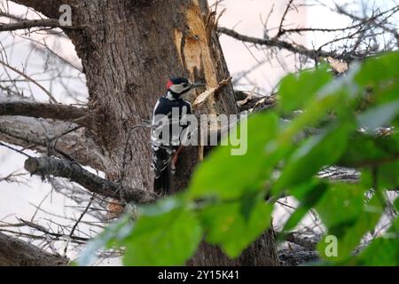 Londra, Regno Unito. 5 settembre 2024. Picchio maculato nel centro di Londra credito: Londonphotos/Alamy Live News Foto Stock