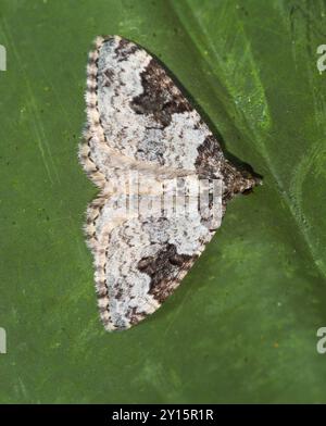 Ali spalmabili e bianche del geometro britannico Common Carpet Moth, Xanthorhoe fluttuata Foto Stock