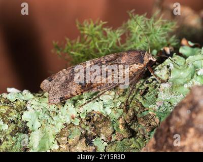 Vista laterale di una grande falena gialla sottoterra, Noctua pronuba, in un giardino di Plymouth, Regno Unito Foto Stock