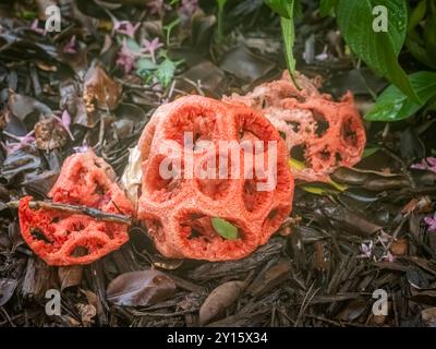 Primo piano del colorato Stinkhorn a reticolo rosso, noto anche come Red Cage Stinkhorn e Basket Stickhorn Fungus Foto Stock