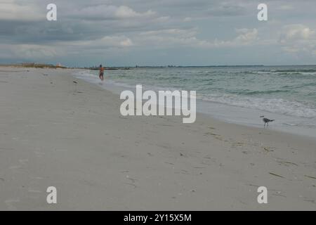 Ampia vista a sud di Sunset Beach a Treasure Island, Florida, sulla spiaggia. L'uccello Willet sulla destra cerca del cibo. Linee guida lungo il bea Foto Stock