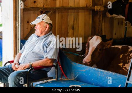 Man and Cow in Barn Brooklyn Fair   Brooklyn, Connecticut, Stati Uniti Foto Stock