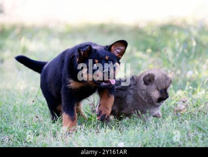 giovani rottweiler e spitz che soggiornano nella natura in estate Foto Stock