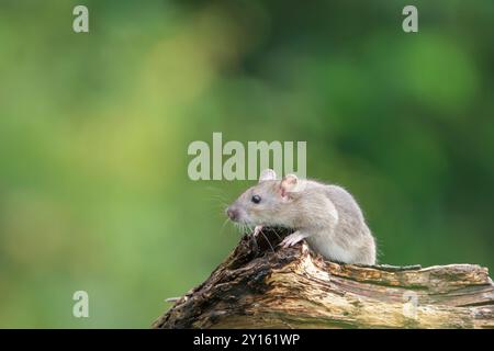 Brown rat Rattus norvegicus Foto Stock