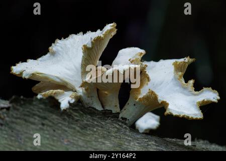 Fungo Chanterelle bianco su un tronco di albero Foto Stock