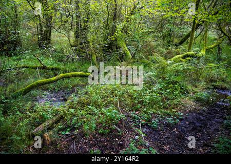 Lussureggiante foresta di licheni e muschi con alberi caduti. Foto Stock