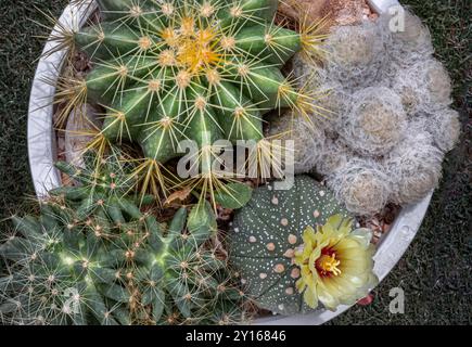 Fiore giallo di Astrophytum asterias (Kabuto cactus) con Ferocactus echidne, Mammillaria longimamma e Mammillaria Plumosa. Molti bellissimi cactus W Foto Stock