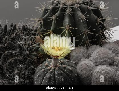 Fiore giallo di Astrophytum asterias (Kabuto cactus) con Ferocactus echidne, Mammillaria longimamma e Mammillaria Plumosa. Molti bellissimi cactus W Foto Stock