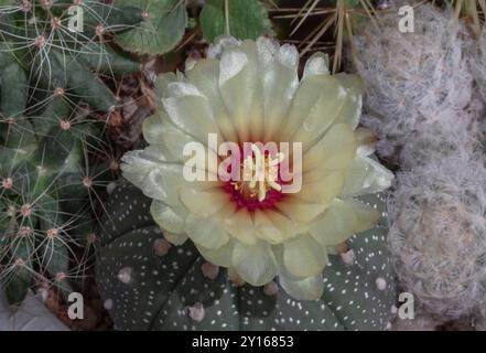 Vista dall'alto del fiore giallo di Astrophytum asterias (cactus Kabuto) nel mezzo di Ferocactus echidne, Mammillaria longimamma e Mammillaria Plumosa Foto Stock