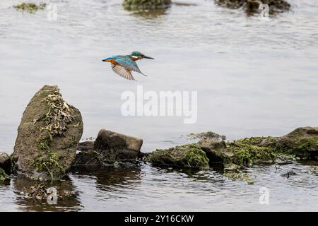 Primo piano di un Kingfisher che vola veloce vicino all'acqua sul fiume NEET nel Devon., Regno Unito Foto Stock