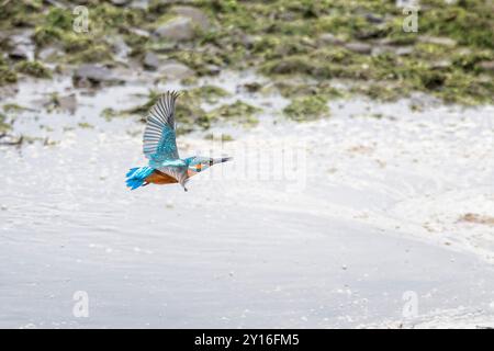 Primo piano di un Kingfisher che vola veloce vicino all'acqua sul fiume NEET nel Devon., Regno Unito Foto Stock