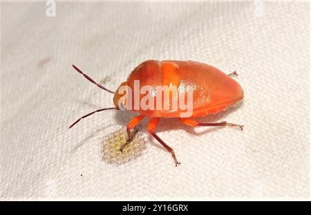 Green Jewel Bug (senatore Lampromicra) Insecta Foto Stock