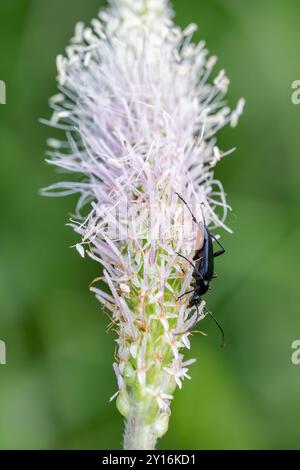 Piccolo scarabeo nero di longhorn - Stenurella nigra, bellissimo scarabeo nero di longhorn proveniente da prati e boschi europei, Carpazi bianchi, Rep. Ceca Foto Stock