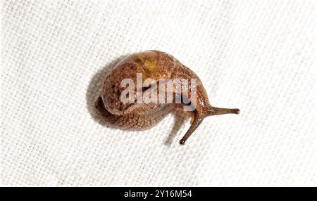 Iridescente semi-Slug (Ubiquitarion iridis) Mollusca Foto Stock