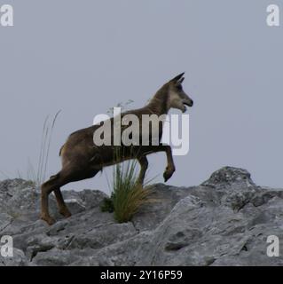 Chamois Cantabrico (Rupicapra pyrenaica parva) Mammalia Foto Stock