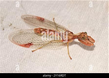 Mantis Lacewing (Ditaxis biseriata) Insecta Foto Stock