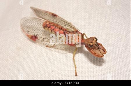 Mantis Lacewing (Ditaxis biseriata) Insecta Foto Stock
