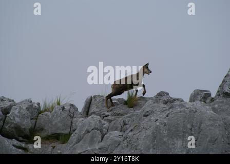 Chamois Cantabrico (Rupicapra pyrenaica parva) Mammalia Foto Stock