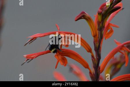 Bandiera africana (Chasmanthe floribunda) Plantae Foto Stock