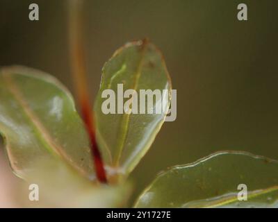 Rhizomnium muschio (Rhizomnium glabrescens) Plantae Foto Stock