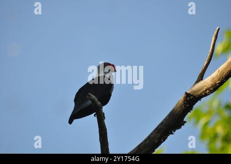 Seychelles Blue-Pigeon (Alectroenas pulcherrimus) Aves Foto Stock