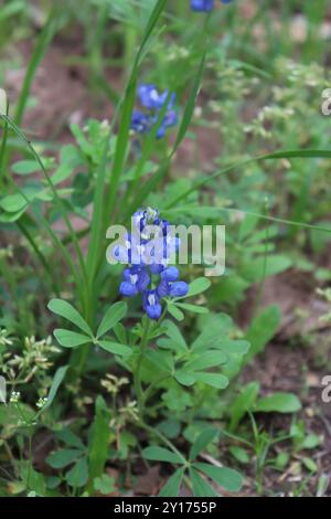 Sandyland Bluebonnet (Lupinus subcarnosus) Plantae Foto Stock