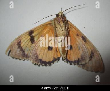 Dot-Underwing Moth (Eudocima materna) Insecta Foto Stock