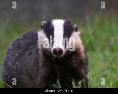 Wild Badger [ meles meles] da vicino nella città di Bristol, Regno Unito Foto Stock