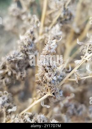 Plantae del borsone della colonna vertebrale piatta (Ambrosia acanthicarpa) Foto Stock