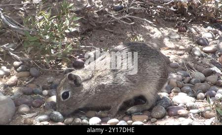 Southern Mountain Cavy (Microcavia australis) Mammalia Foto Stock