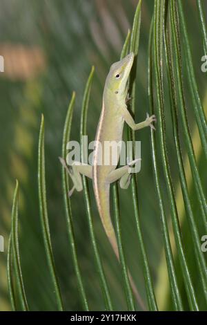 Anolo verde cubano (Anolis porcatus) Reptilia Foto Stock