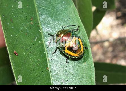 Green Jewel Bug (senatore Lampromicra) Insecta Foto Stock