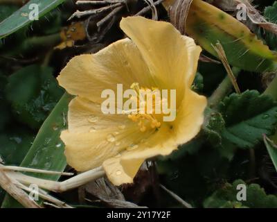 Iuta cubana (Sida rhombifolia) Plantae Foto Stock