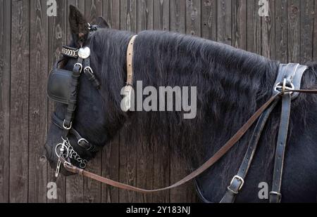 Testa di un cavallo frisone con una lunga criniera, un halter, un morso e persiane in pelle che limitano il campo visivo. Cavallo imbracato contro la porta di legno Foto Stock