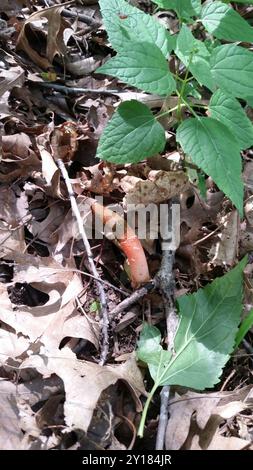 Funghi della diavolo (Mutinus elegans) Foto Stock